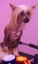 Touch Beauty Tailor-Made Chinese Crested
