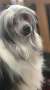 Aradia?s When the Stars Align Chinese Crested
