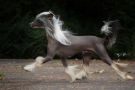 Crazy Cresteds Freestyle Panoh Chinese Crested