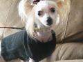 Diamond Crystal Chinese Crested