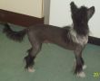 Zerachiels What About Bob for Cazianik Chinese Crested