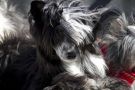 Black Lawrence Chinese Crested