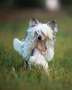 Charming Girl Cherished Dream Chinese Crested