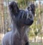 Valanyan Shadow Bolt Chinese Crested