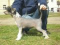 Sasquehanna ( Fci ) Sabdan Chinese Crested