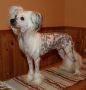 Kaa Won's Calling Station Chinese Crested