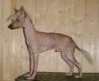 Bl Mandag's Per Pusling Chinese Crested