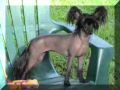 Shambhala's Black Beauty Chinese Crested