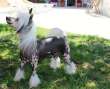 Moon Harbour Noor Chinese Crested