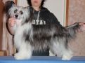 Bozo Gang's Million Dollar Baby Chinese Crested