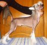 True Magnifisen Samson Chinese Crested