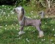 Nomilas Oops MR President Chinese Crested