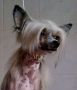 Exotic Be My Magic Harmony Chinese Crested