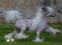 JCH.Magnus Staff Argentino Chinese Crested