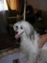 Sleek Slim Pet-Baby  Grafinya Chinese Crested