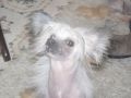 doucai's sweet darling Chinese Crested