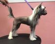 Wild Night's Royal Court Chinese Crested