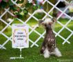 Zholesk Step By Step Chinese Crested