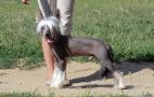 Sapfir Maharadzhi Chinese Crested