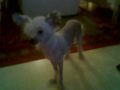 Ping Ting Schan Chinese Crested
