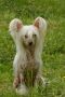 HitLine Ltd Qatleya Chinese Crested