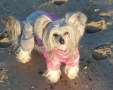 Maximilla's Don't Be surprised Chinese Crested