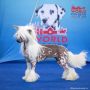 Solino's Head Over Heel Chinese Crested