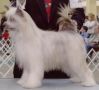 Gingery's Tesora Mia Chinese Crested