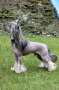 Ash So Close To Blue Chinese Crested