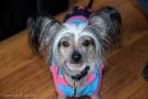 Sunglace Dewdrop of Blue Champagne Chinese Crested