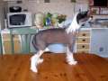 Goulden Chinese's Yin Chinese Crested