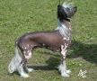 Trollmyren's Walter Chinese Crested
