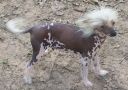 Mosaic Miss Patches HL Chinese Crested