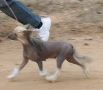 Spiritual Mosaic Dreams Chinese Crested