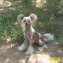 Mosaic Better Late Than Never Chinese Crested