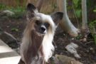 Zhantis Coco Chinese Crested