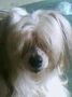 Apogee Del Monty at Inixia Chinese Crested