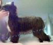 Apache Roase Enchanted Willow Chinese Crested