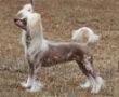 Jewels Peach Blossom Chinese Crested