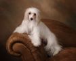 Heart of Dixie's Madison Avenue Chinese Crested