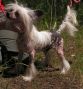 Arctic Glow Zac Mystery Wizard  Chinese Crested