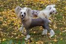Leibwache Gorgeous George Chinese Crested