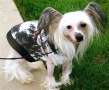 RCrested Knight Arrow Chinese Crested
