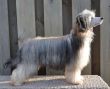 Wildeers Delicious Candy Chinese Crested