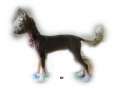 Mooncrest Dark Moon Chinese Crested