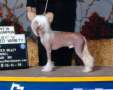 Badgercrest Willoughby Bugabee Chinese Crested