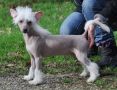 Hacker Little Champs Chinese Crested