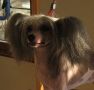 Rino Anne JP Easy On The Eye Conan Chinese Crested