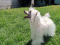 Masterpiece Im Dancing Cumbia In Tacana Hl Chinese Crested