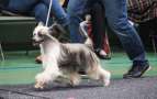 Jamming's Knight Rider Chinese Crested